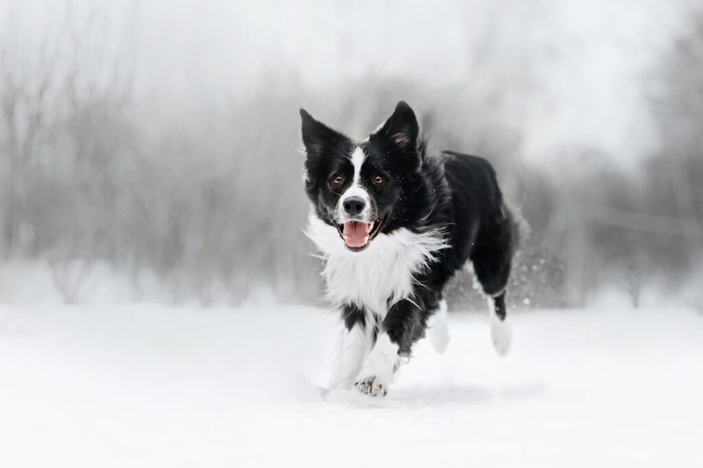 border collie running in the snow
