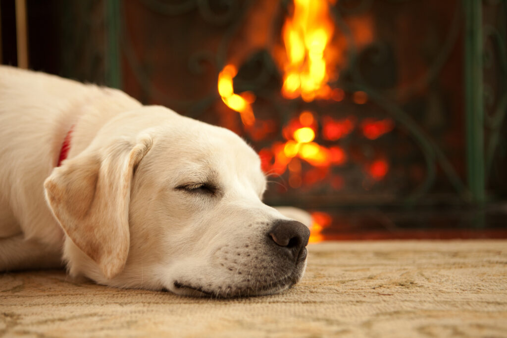 yellow lab lying by the fire