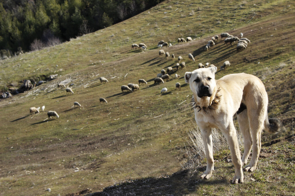 anatolian shepherd in the mountains