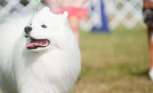 samoyed at dog show