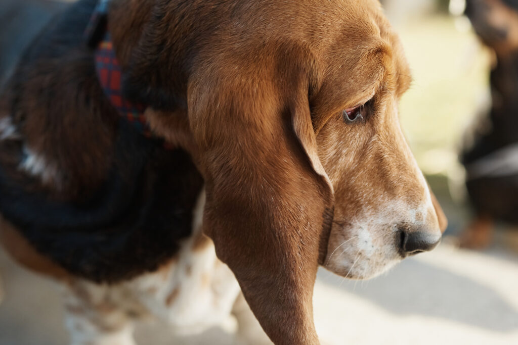 basset hound close up