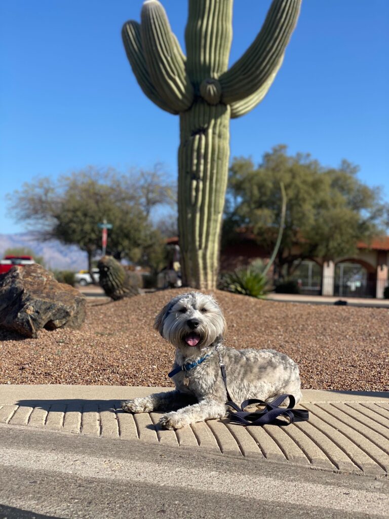 dog laying in front of cactus