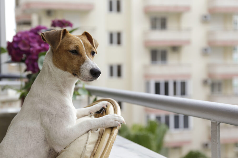View of 21 Great Dog Breeds For Apartments | Highland Canine Training