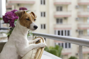 jack russell dog on apartment balcony