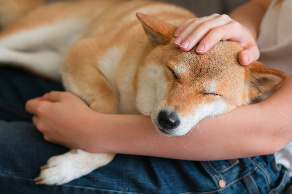 shiba inu being petted