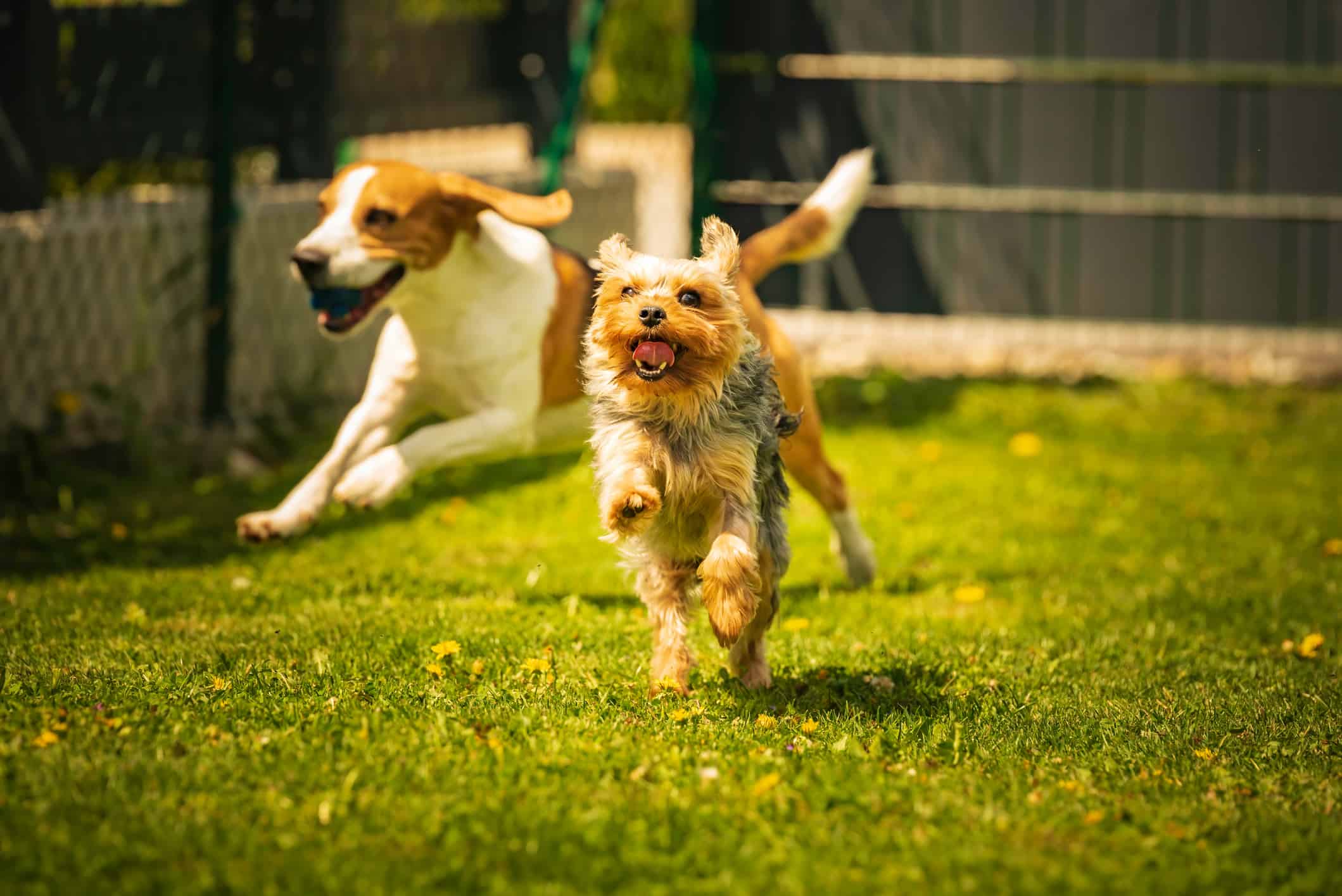 beagle and yorkshire terrier playing