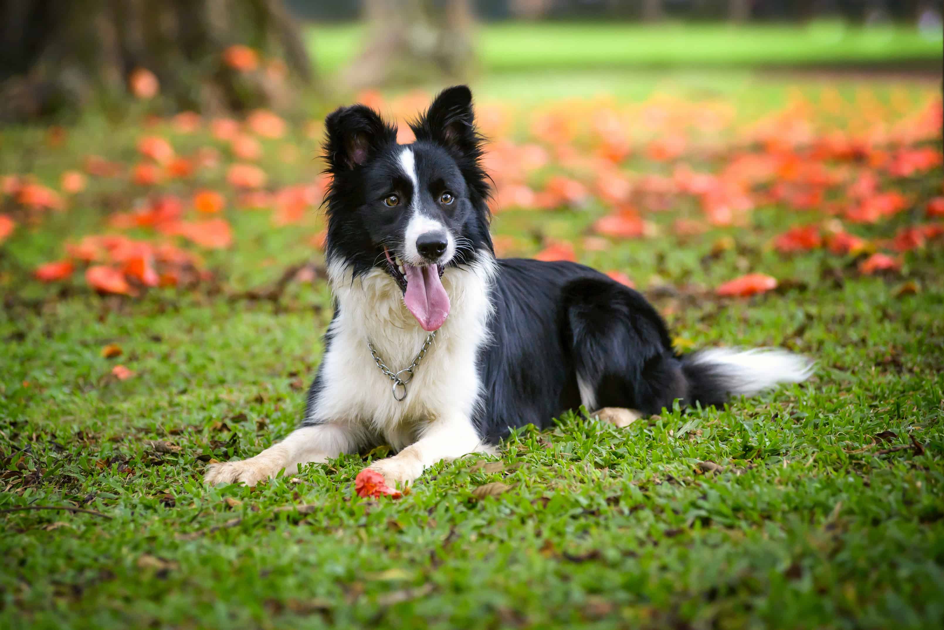 Dog Border Collie Dog Border Collie