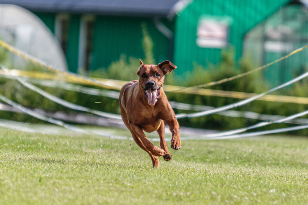 brown dog sprinting luring event