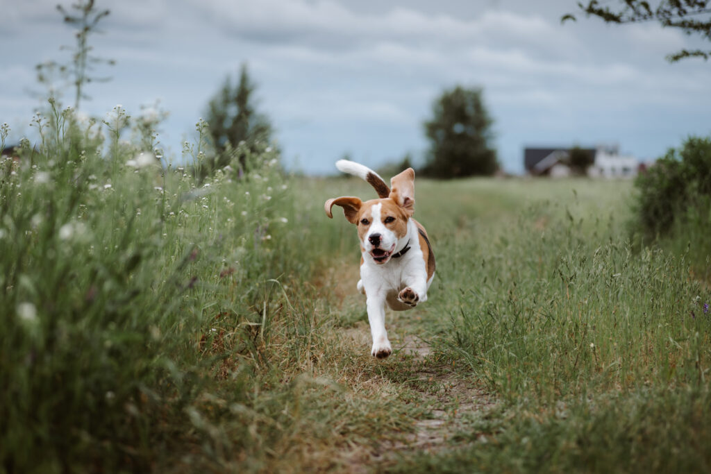 dog running off leash in field