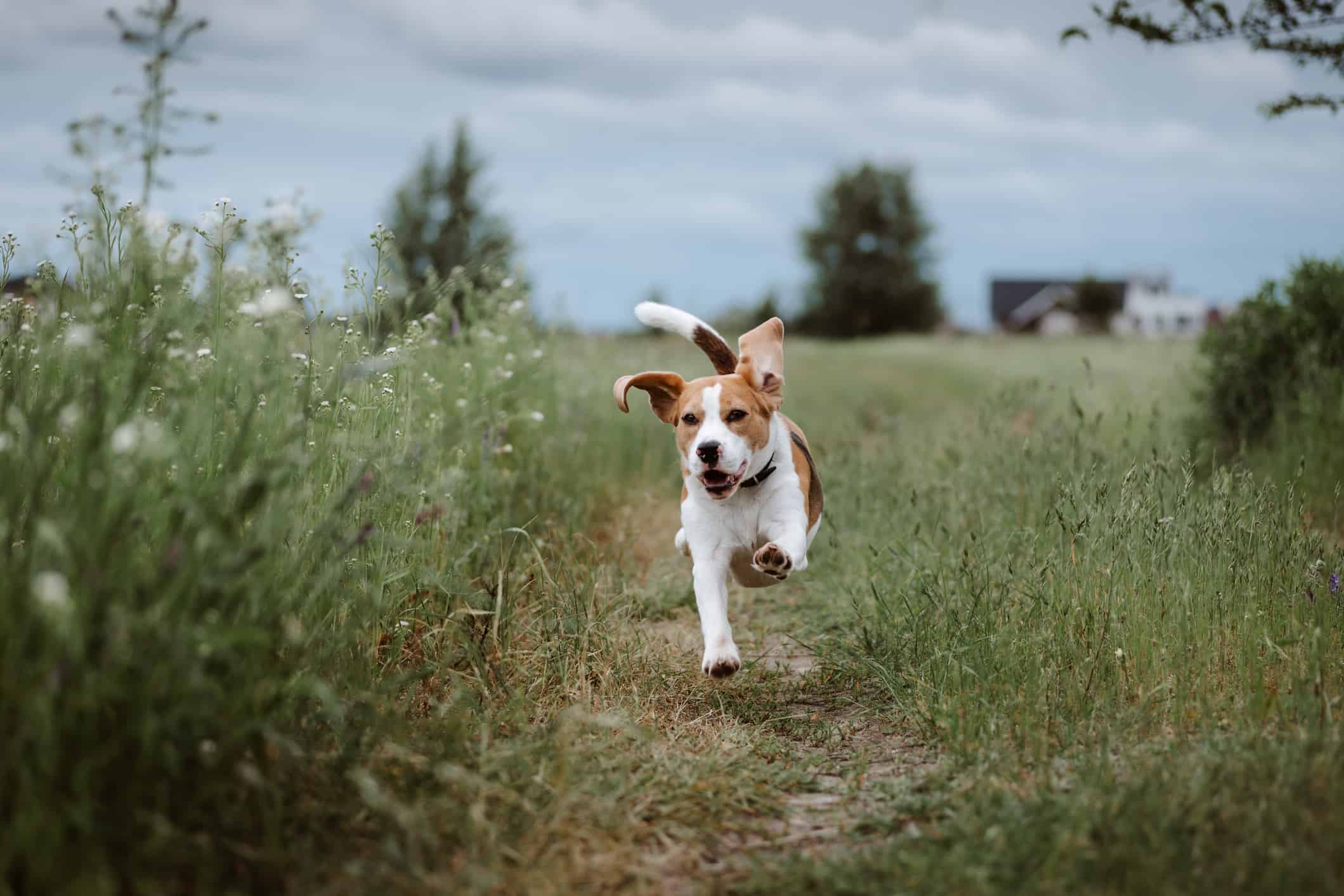 The Benefits of OffLeash Dog Training Highland Canine Training
