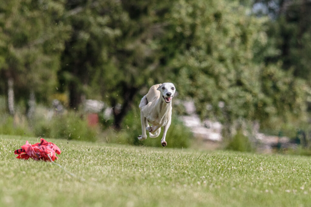 whippet dog sprinting