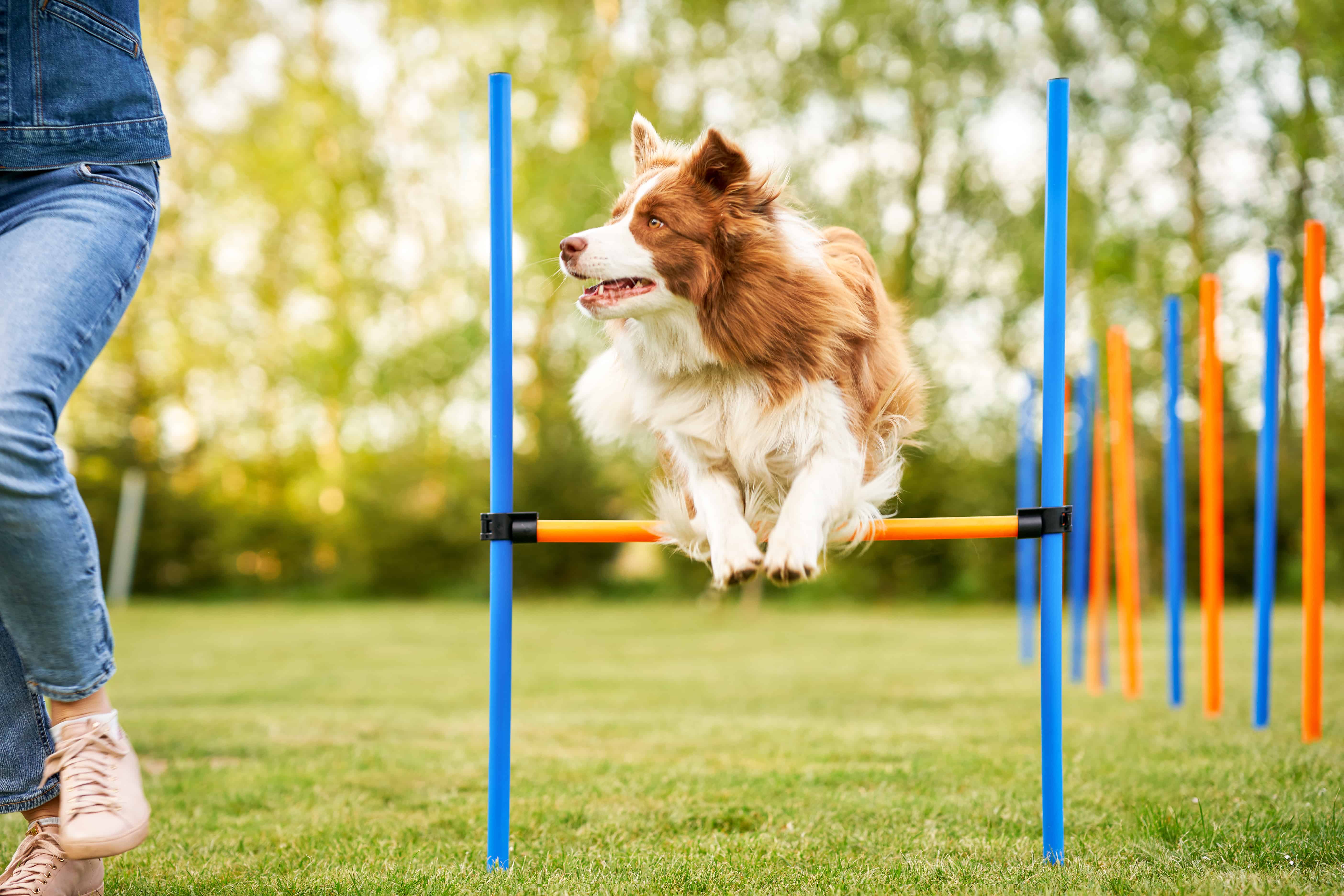 border collie jumping agility course