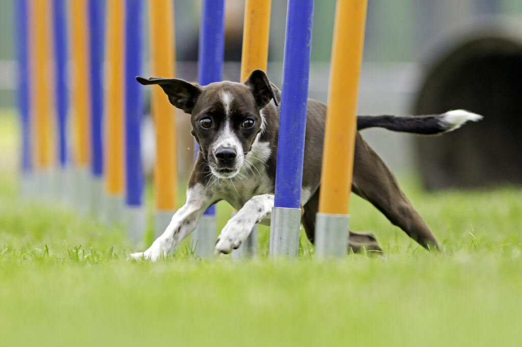 dog completing weave poles in agility course