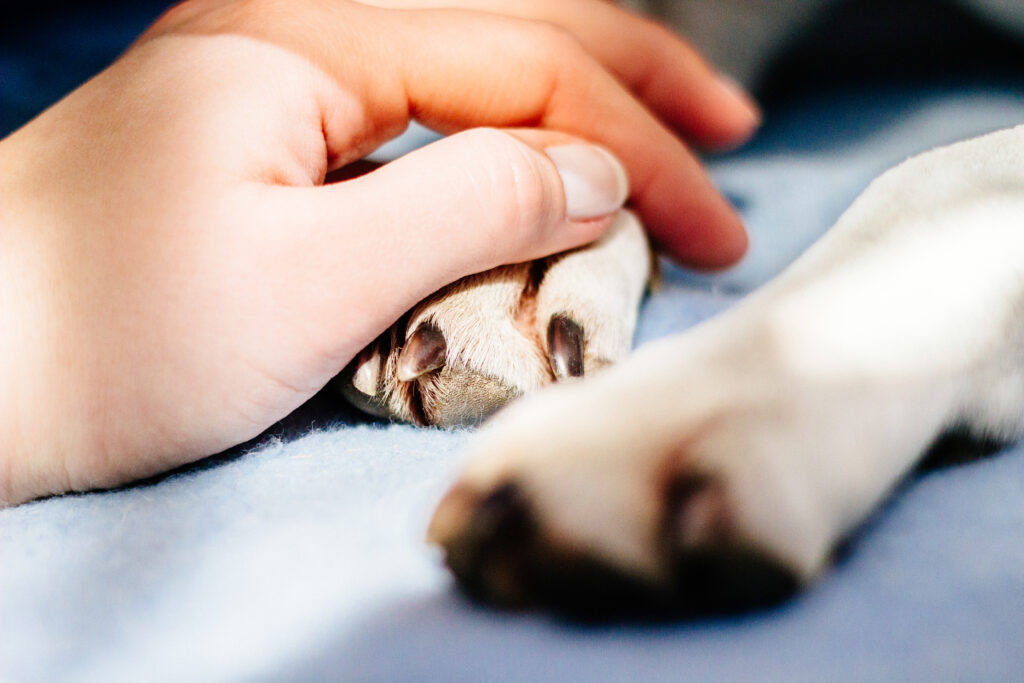 hand resting on dog paw