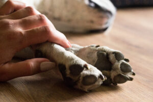 looking after dog paws
