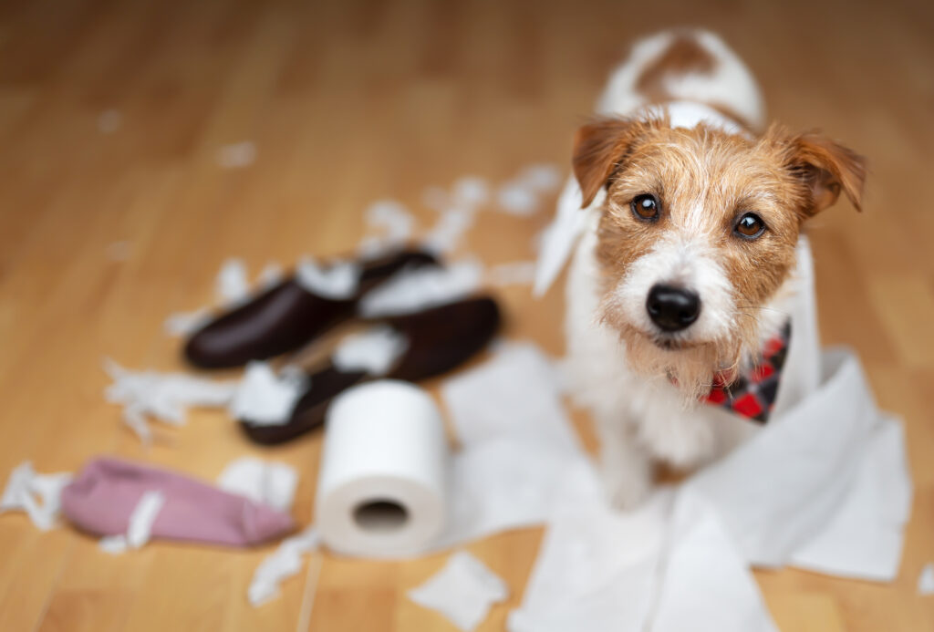 puppy chewing on shoes toilet paper
