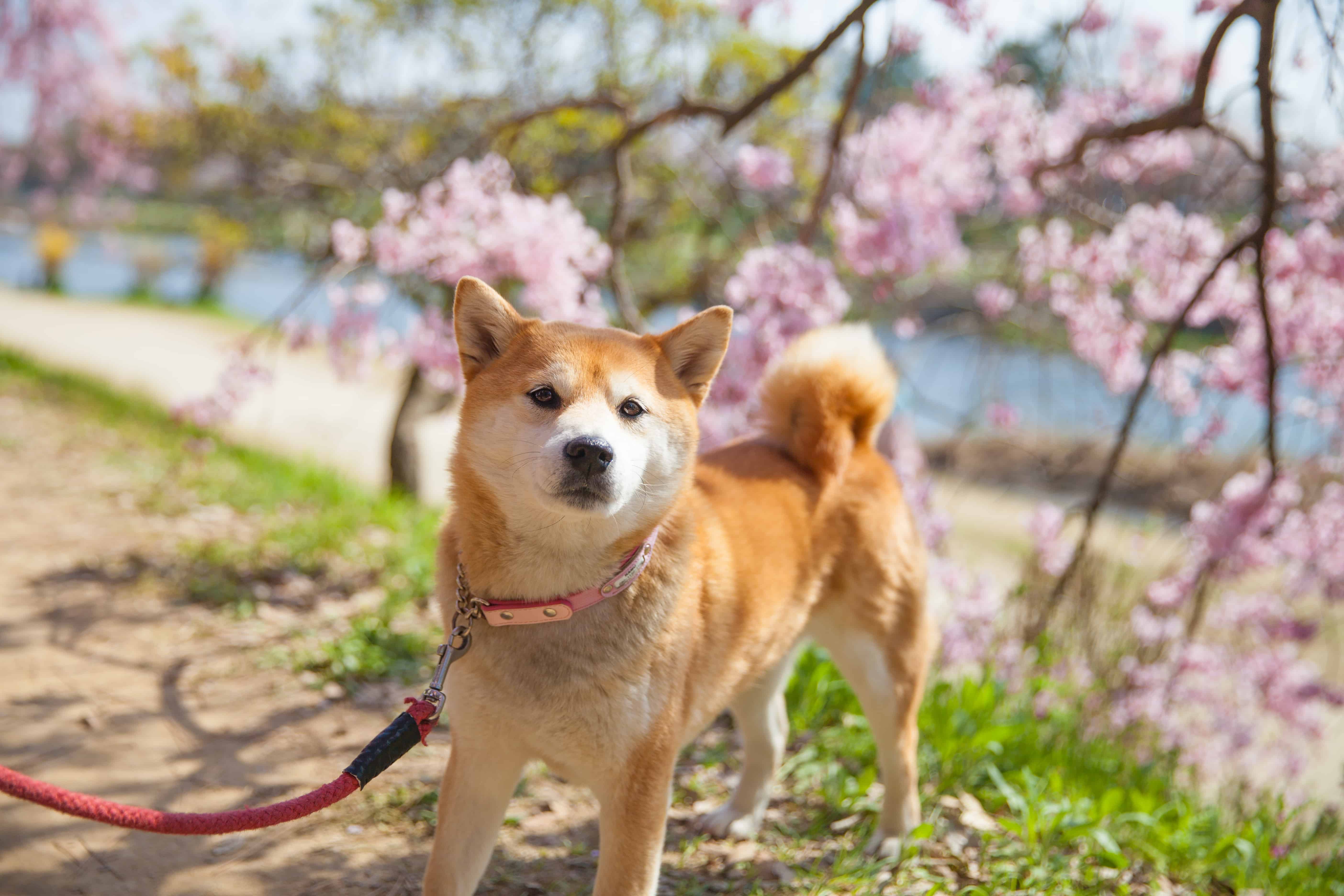 shiba inu with cherry blossom