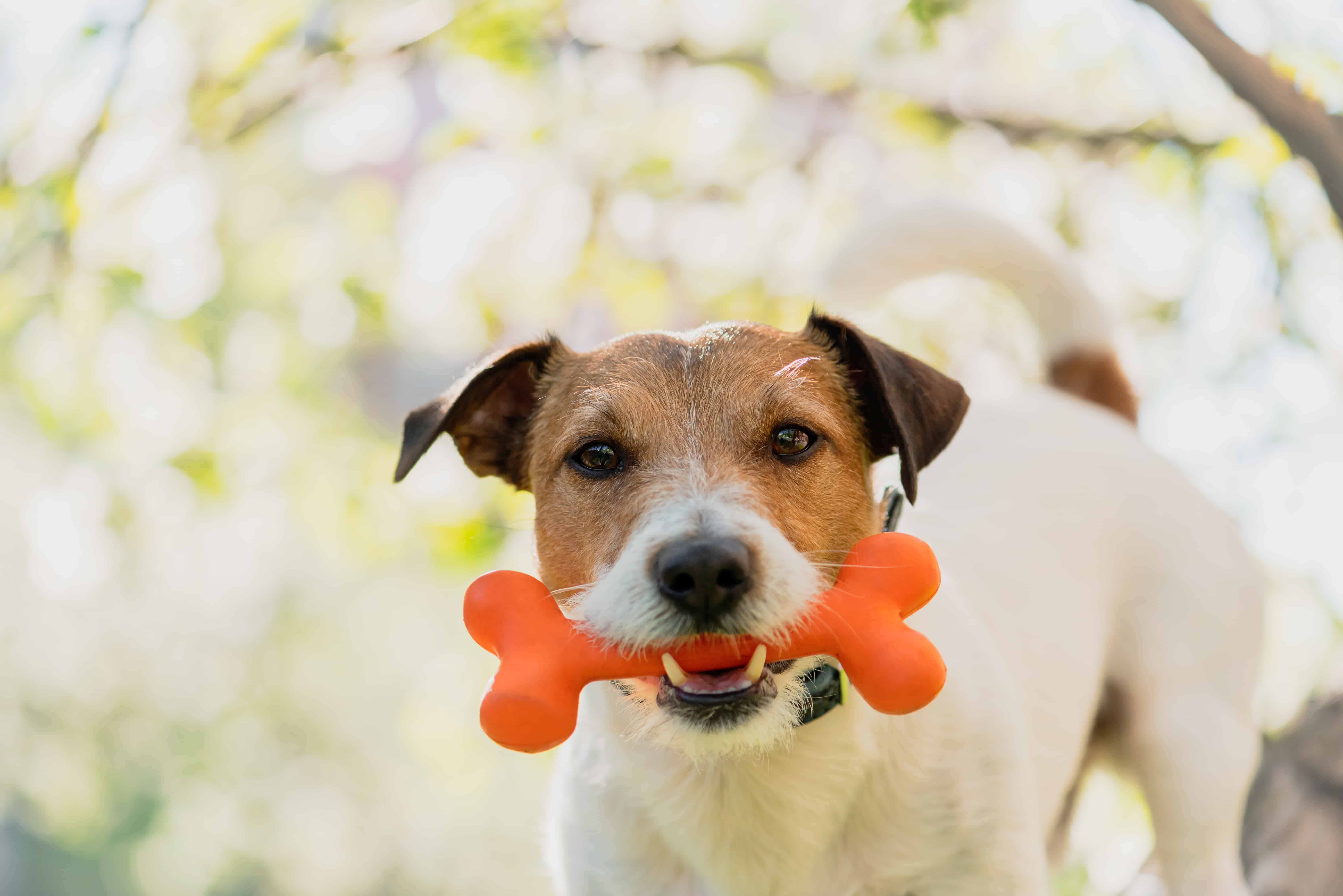terrier with dog toy in mouth