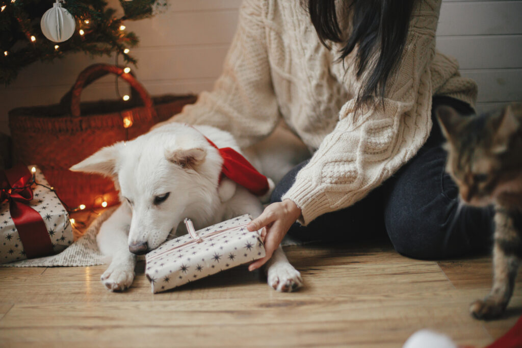 dog and christmas gift