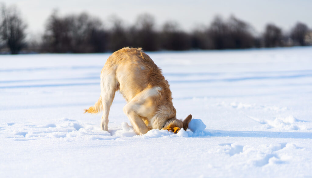Dog digging under snow