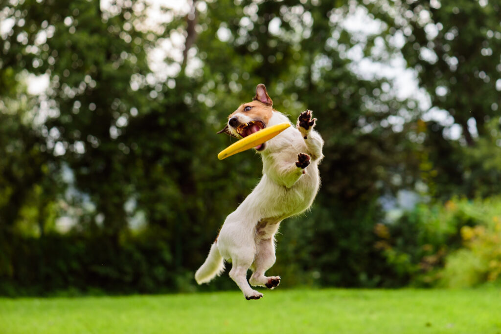 jack russell terrier catching disc