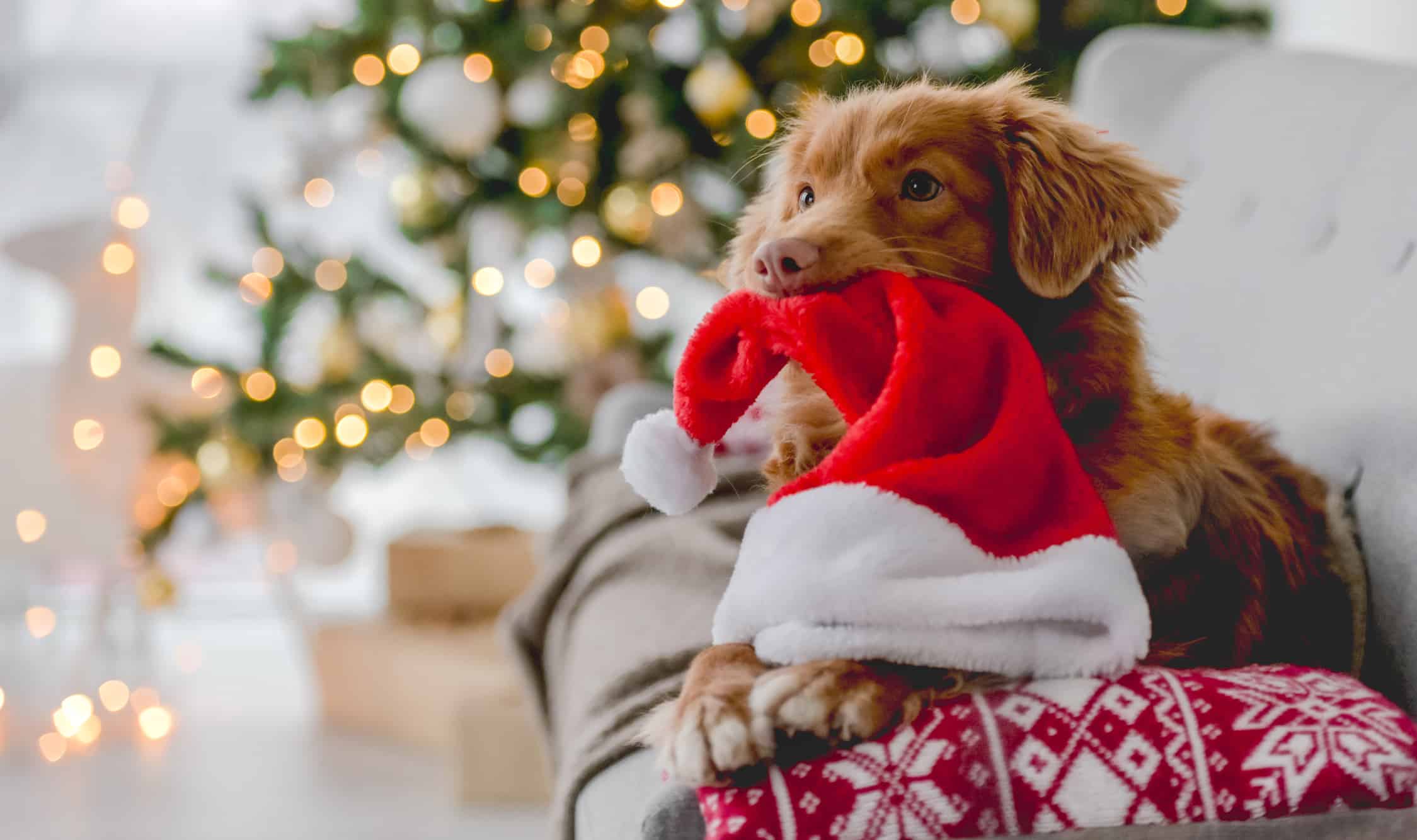 why dogs are not just for christmas