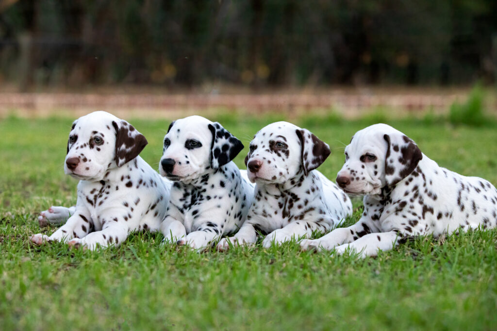dalmatian puppies in grass