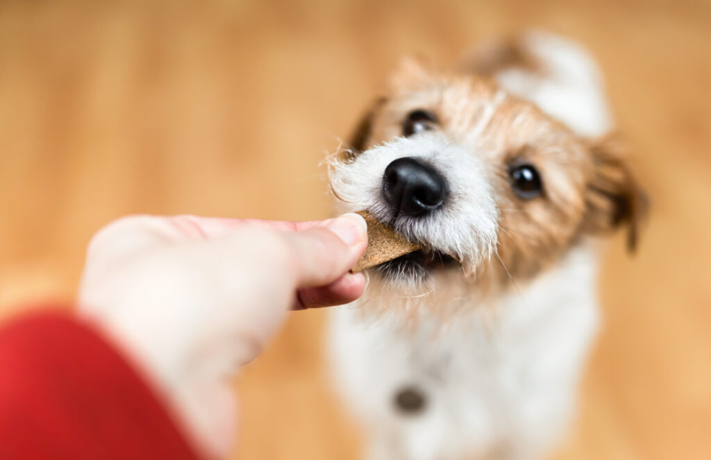 dog being fed treat