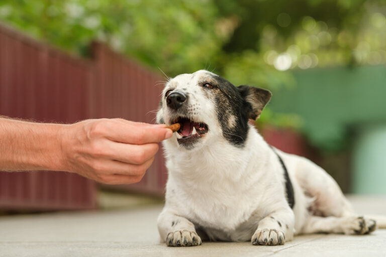 How Long Should Dog Training Sessions Be