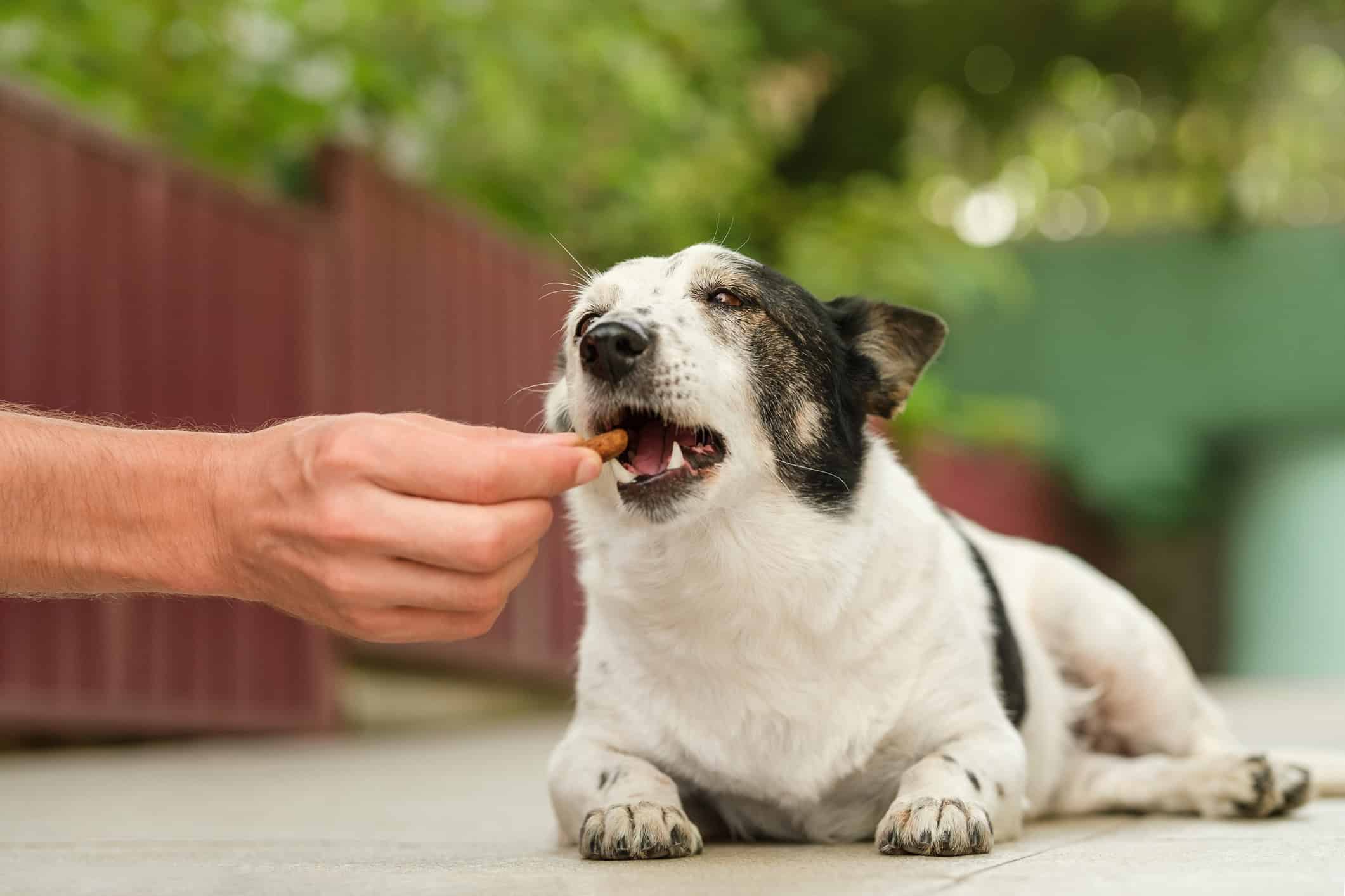 older dog taking treat in yard