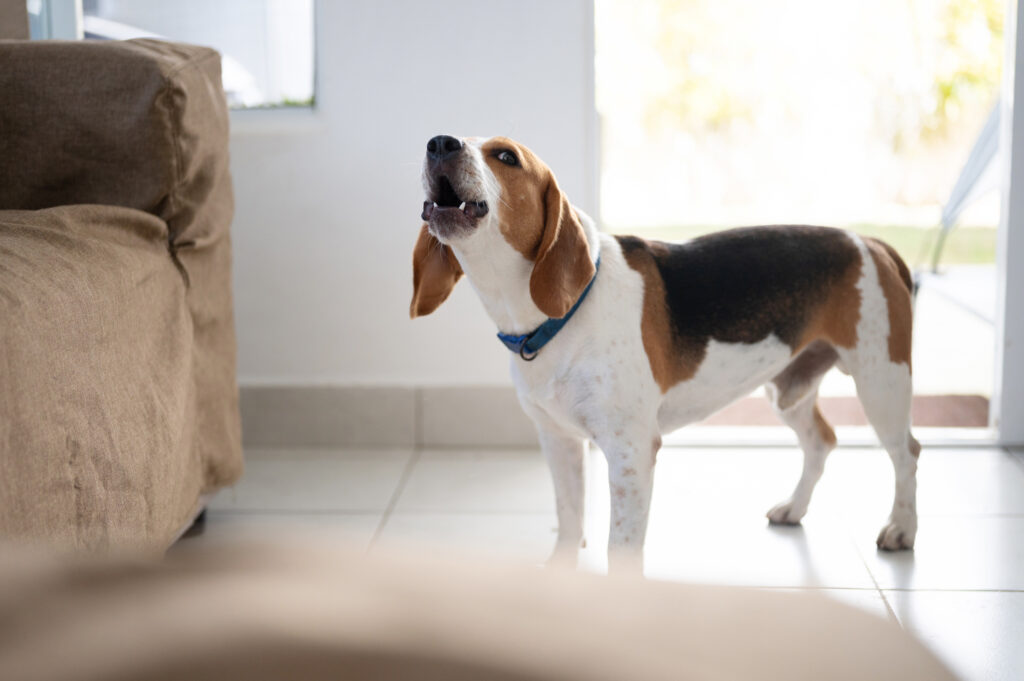 beagle dog barking indoors