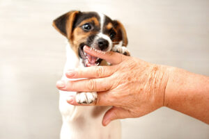 jack russell terrier puppy nipping at finger