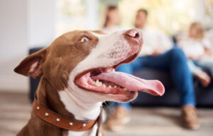 adult dog with family