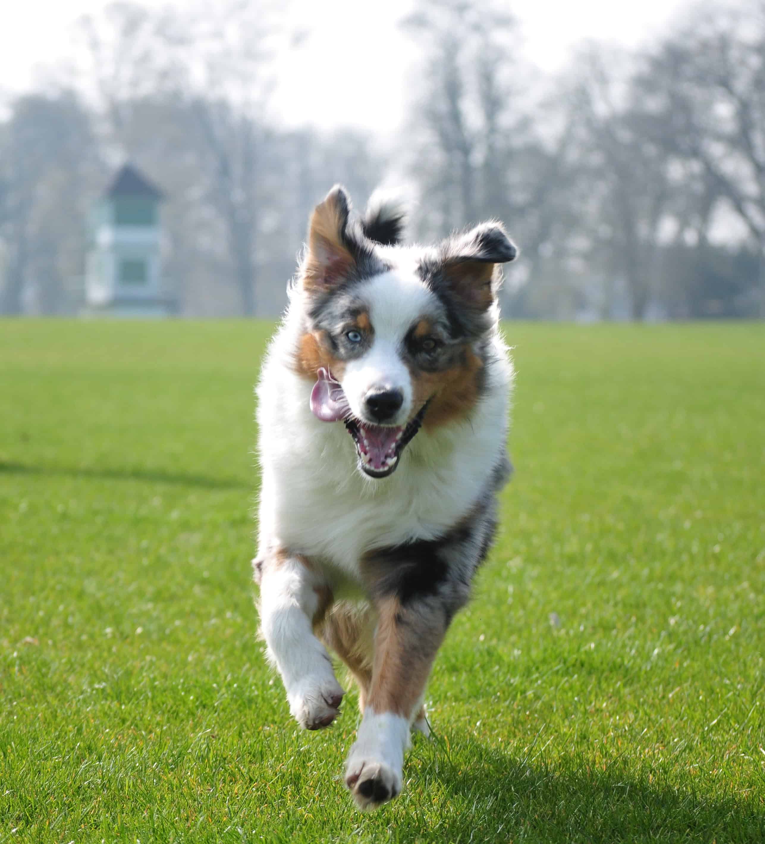 australian shepherd recall
