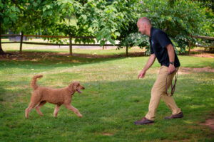 matt sheflin denver co dog trainer