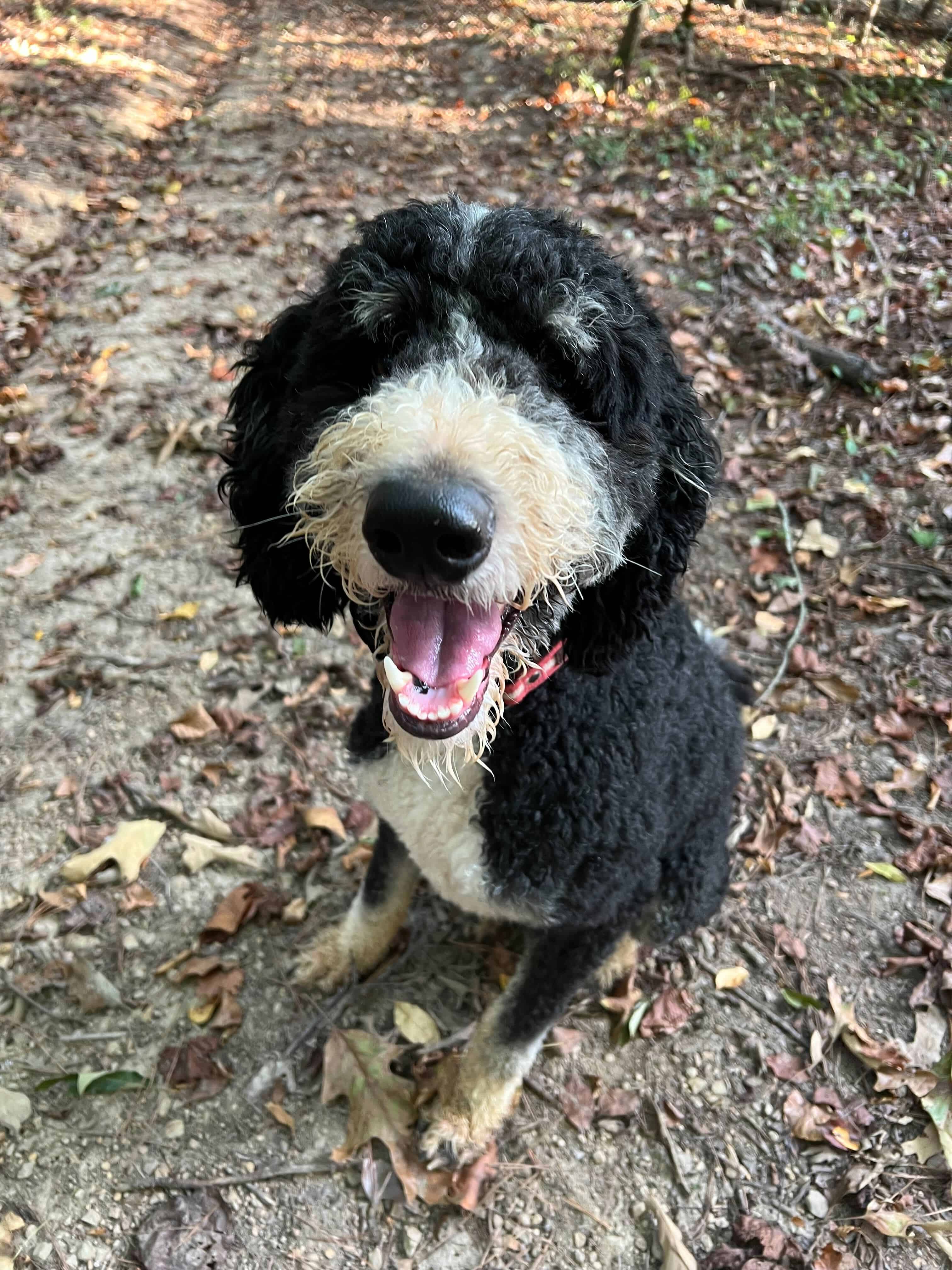 happy looking doodle