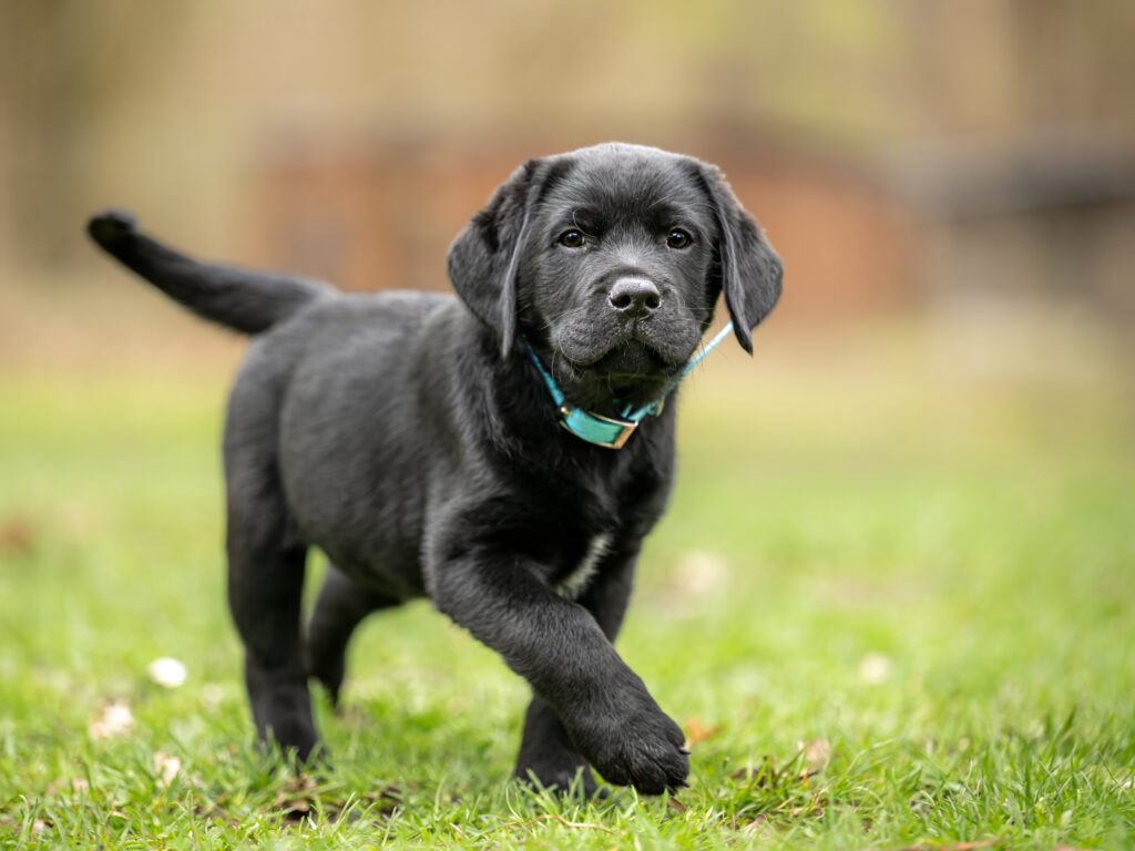 how to select a puppy