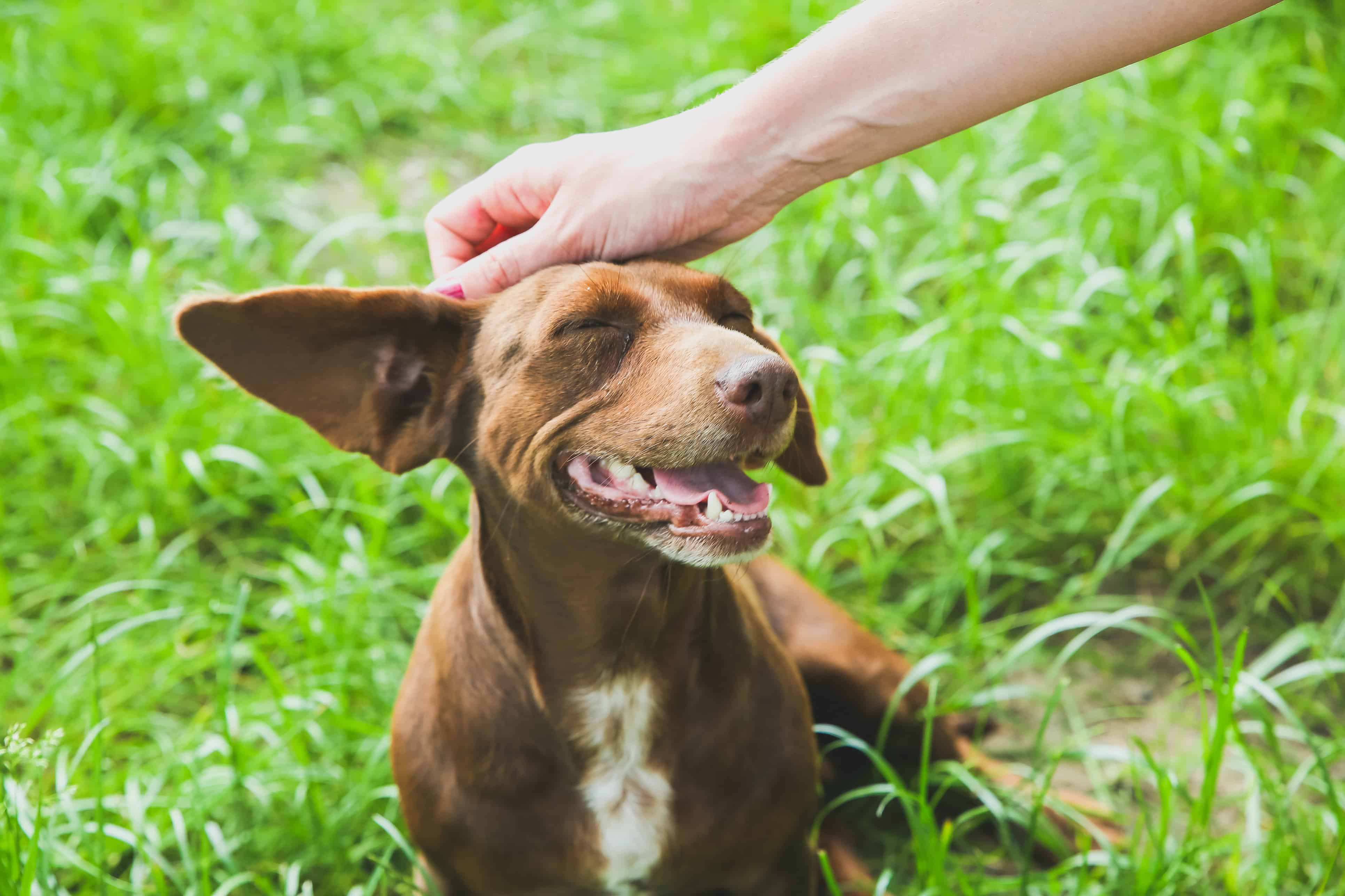 dachshund being petted at shelter