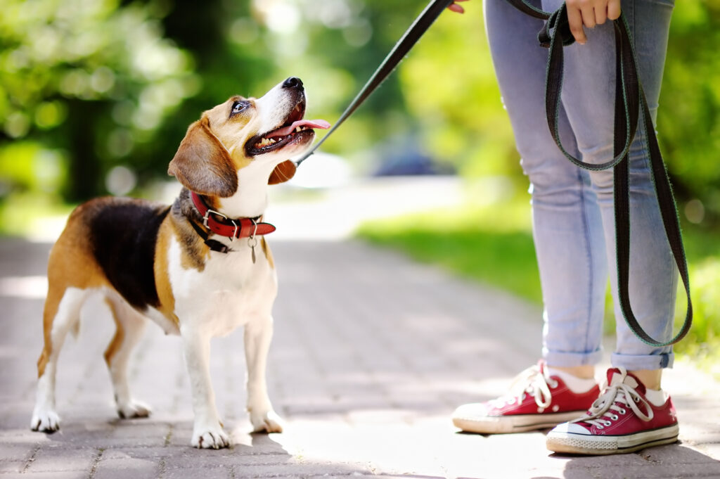 beagle walking on a leash