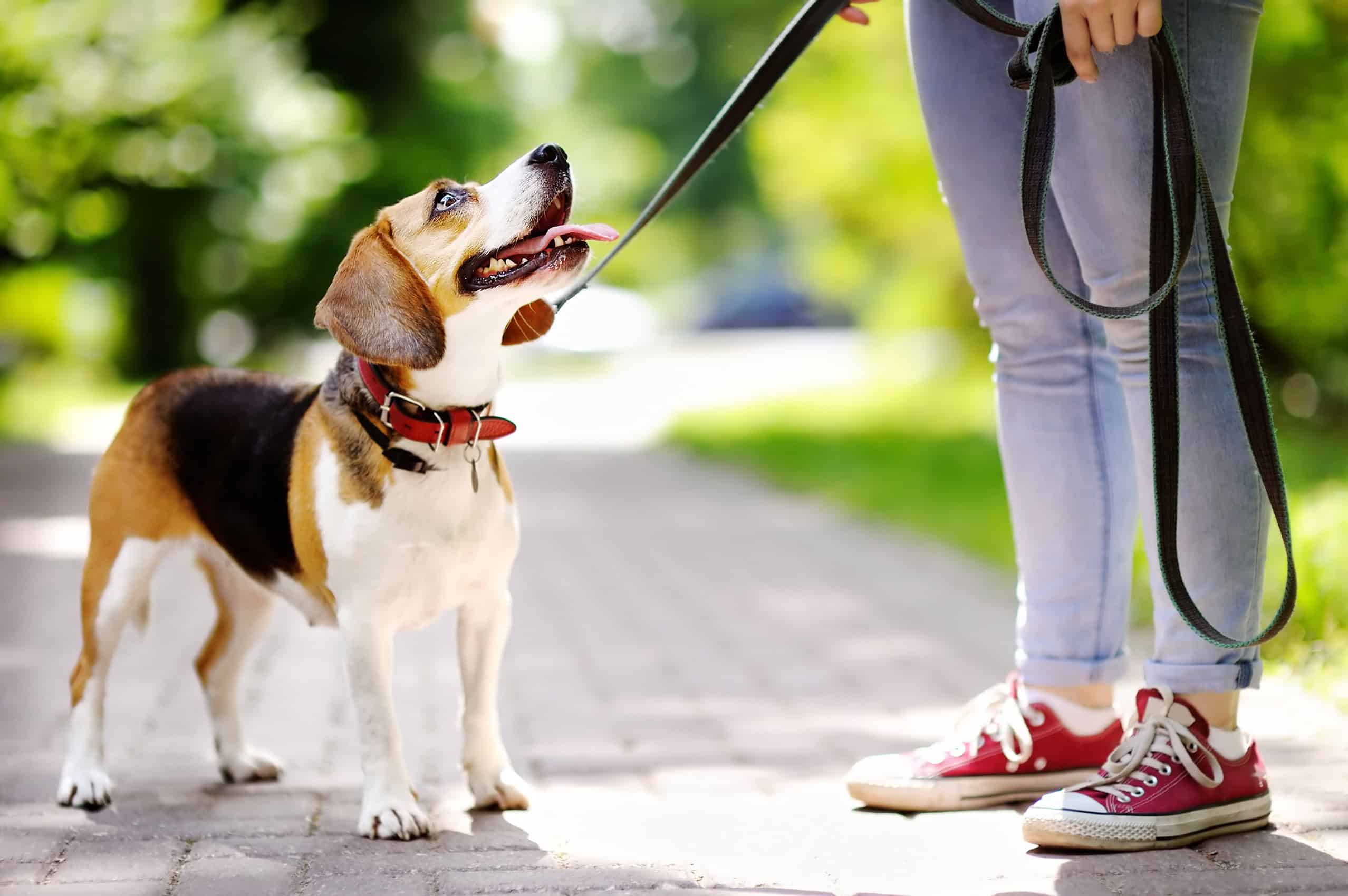 beagle walking on a leash