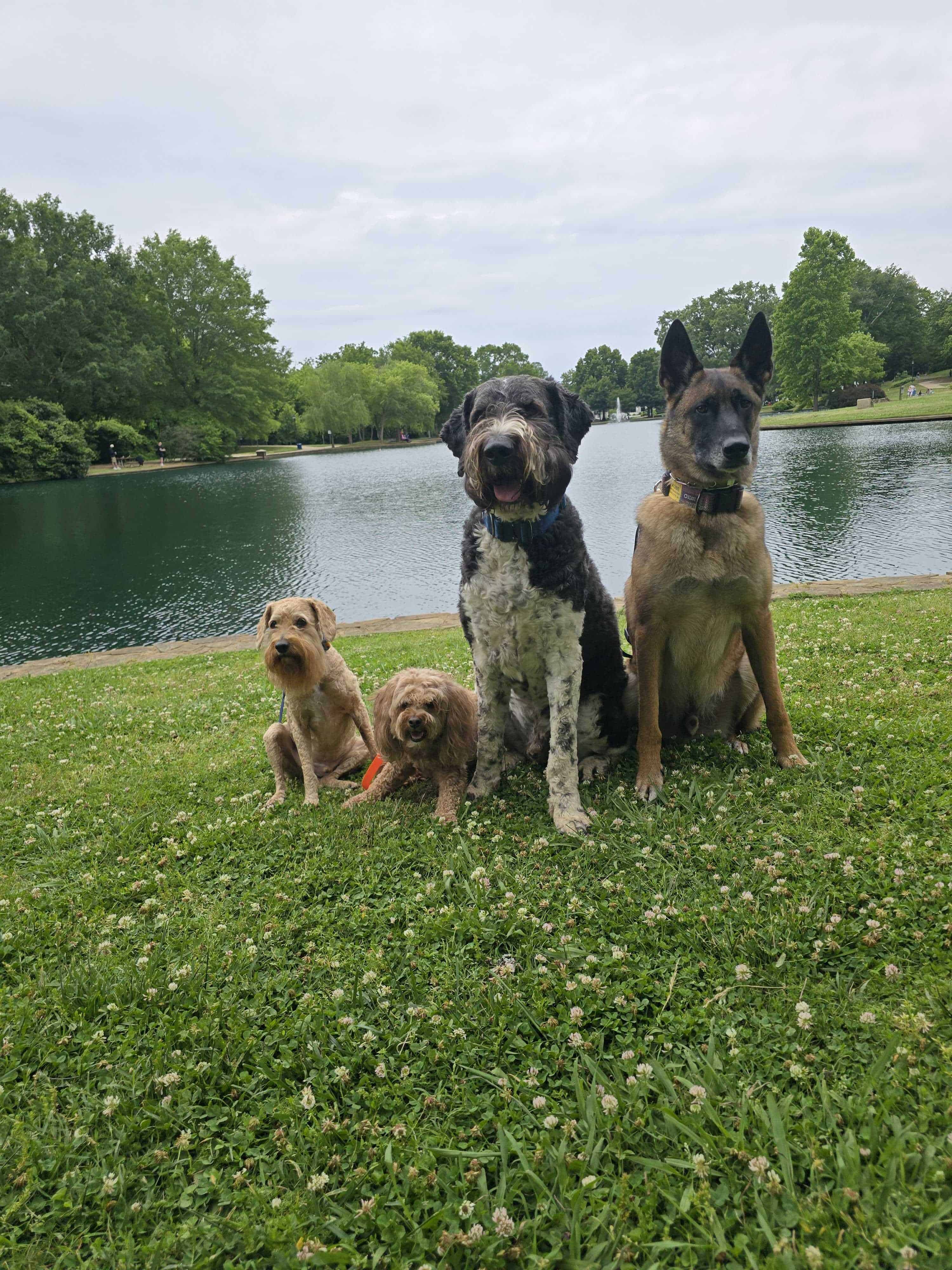 Dog Training, Charlotte NC | Highland Canine Training