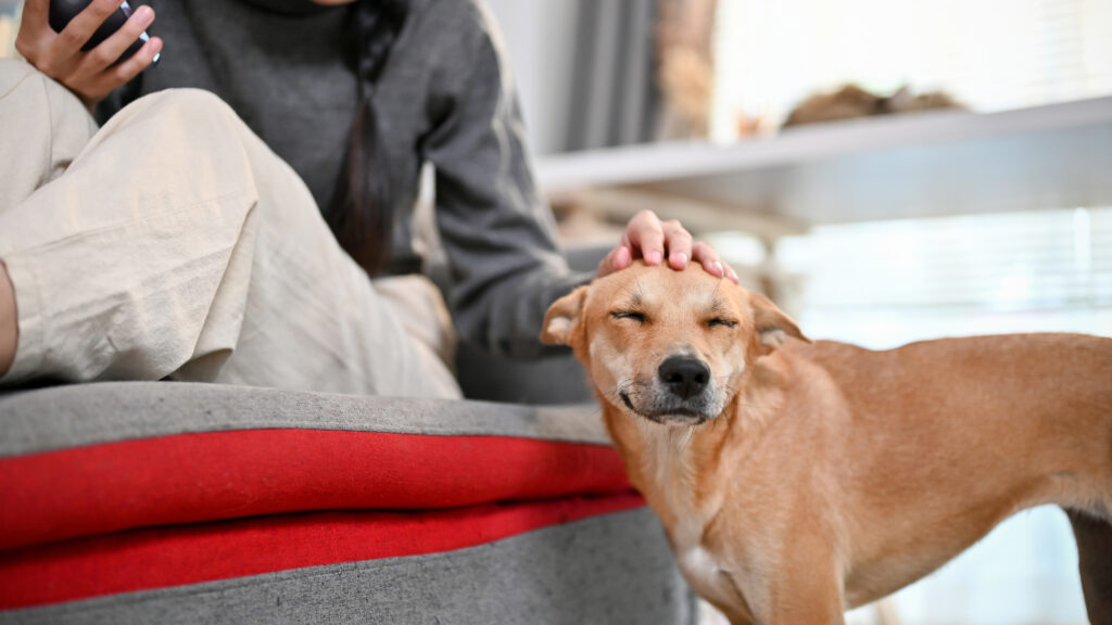 how to repair relationship with your dog