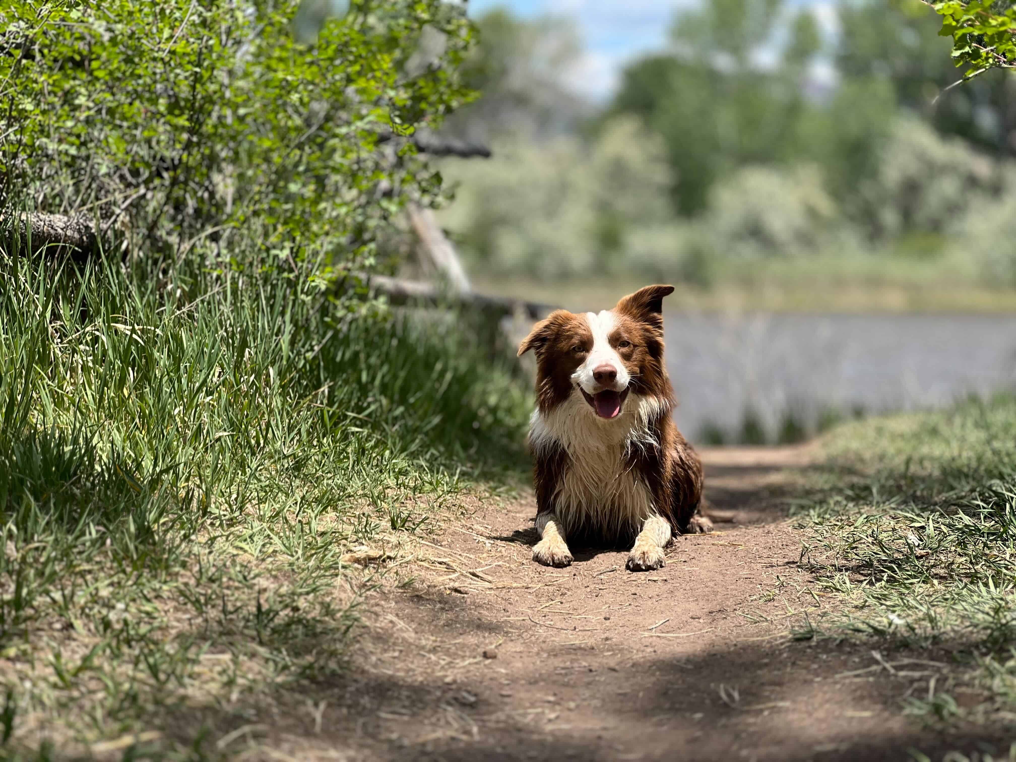 dog laying on trail path