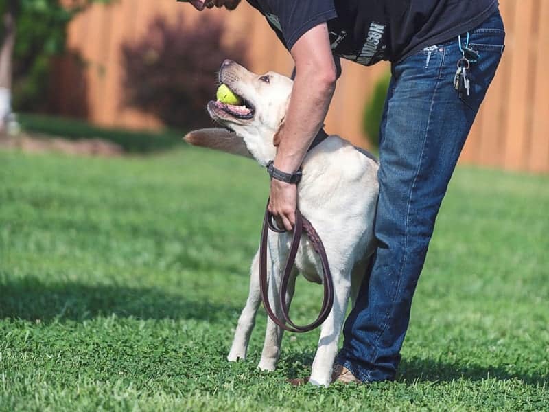dog-trainer-certification