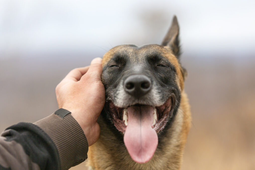 how to motivate a stubborn dog