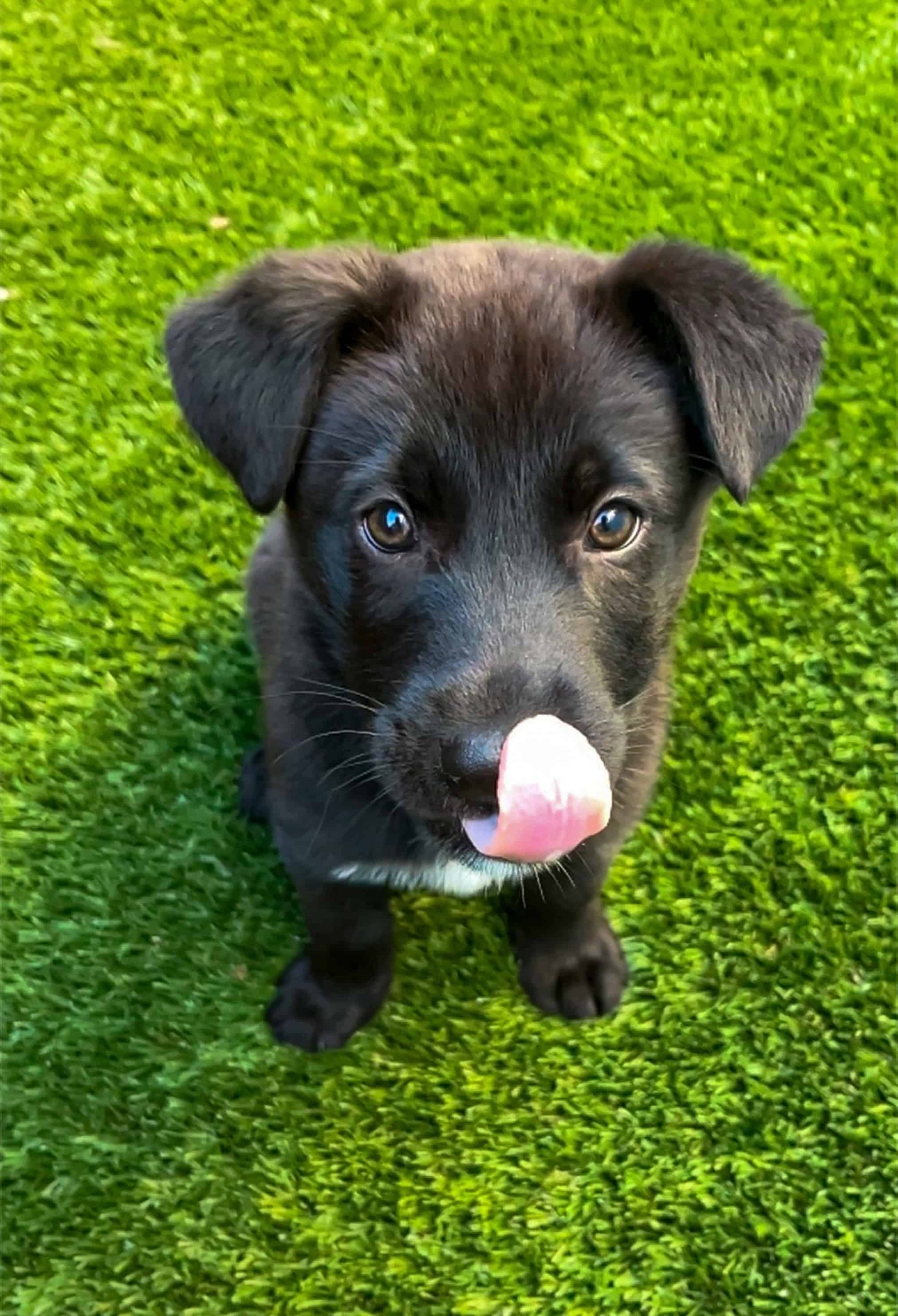 labrador retriever licking lips
