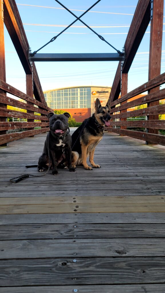 winston salem dog trainer