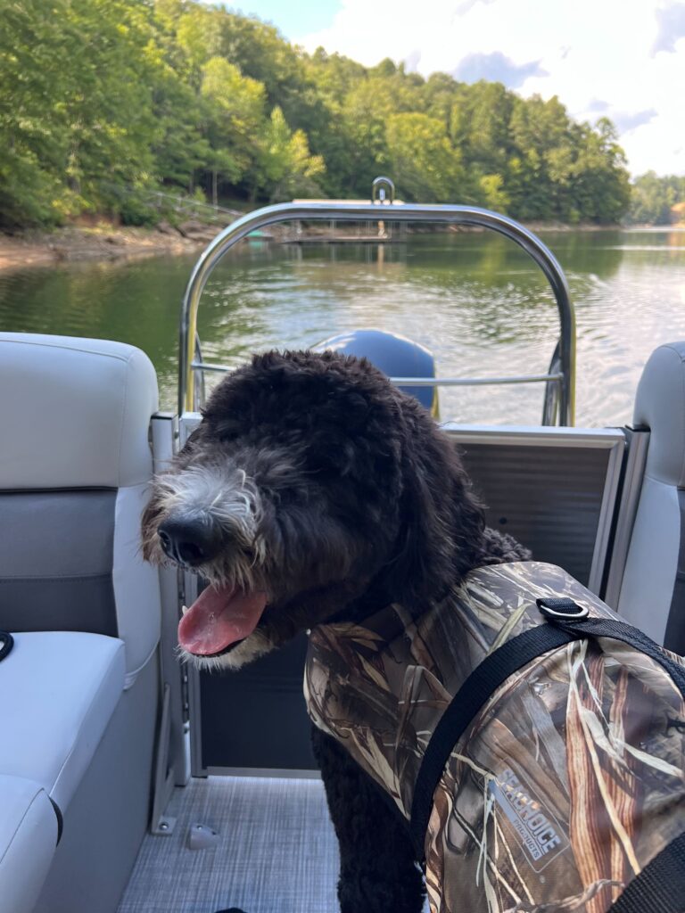 dog on boat at the lake