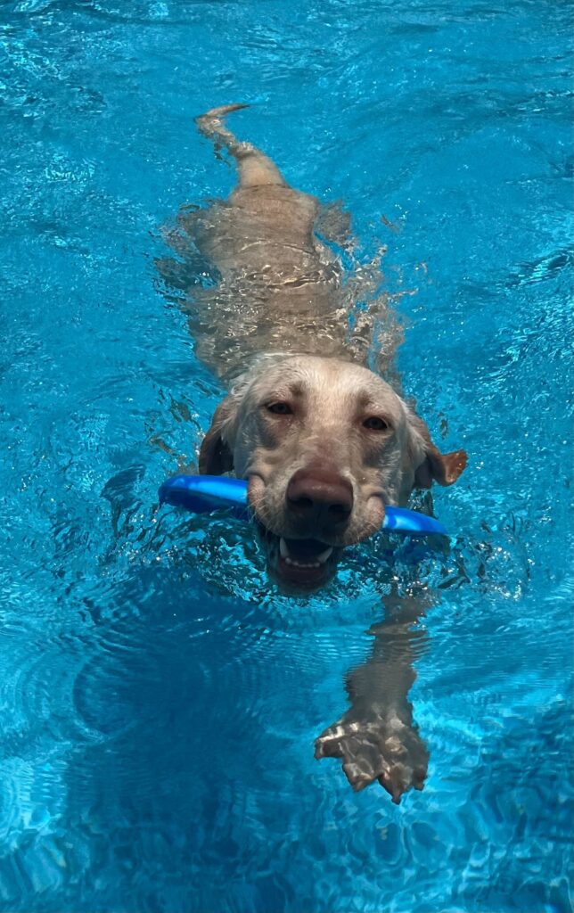 dog swimming in the pool