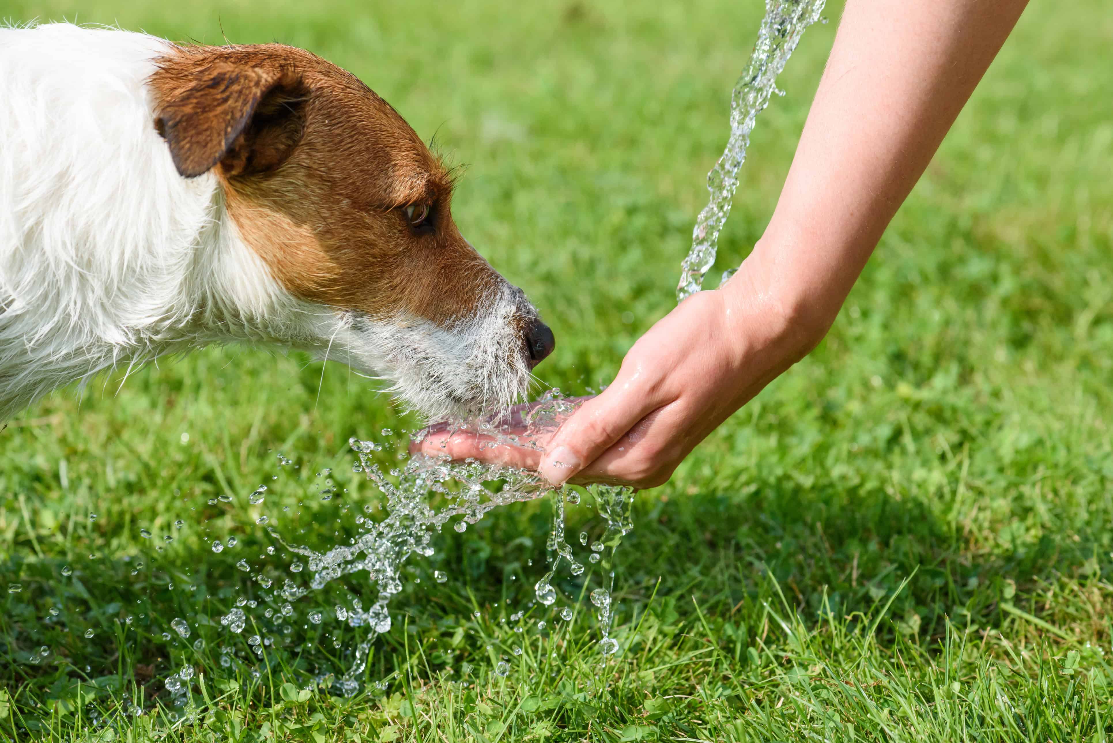 training tips for dogs on hot days